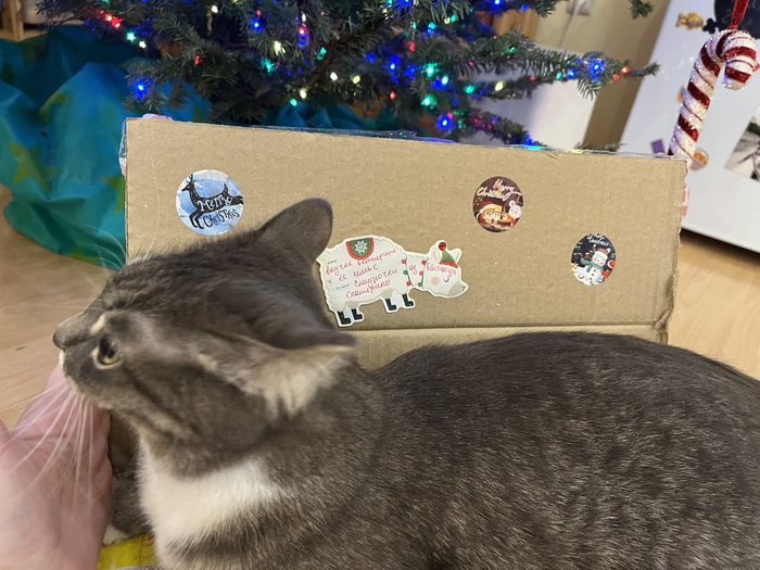 Котоинспекция не дает вскрывать. Она что-то знает!