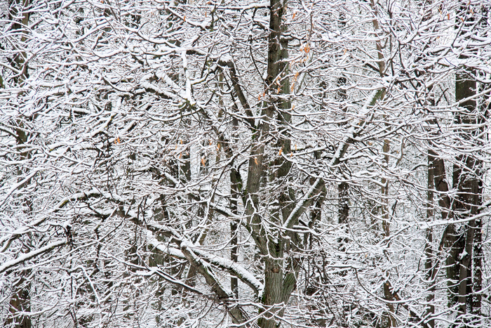 Canon EOS 50D, Canon EF-S 17-85 f4-5.6 IS USM.