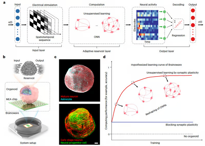 Экспериментальная установка могла отправлять электрические сигналы в мини-мозг и считывать активность нейронов в качестве выходных данных.