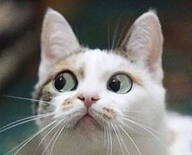 ����� �� ���� ���� ��������� �����