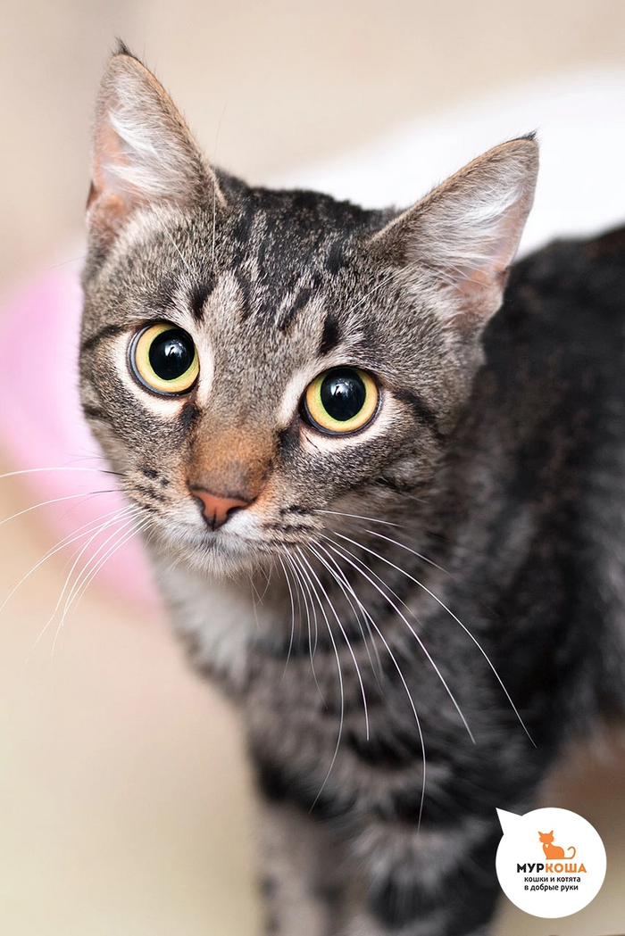 Котик Леопардик найден на улице.