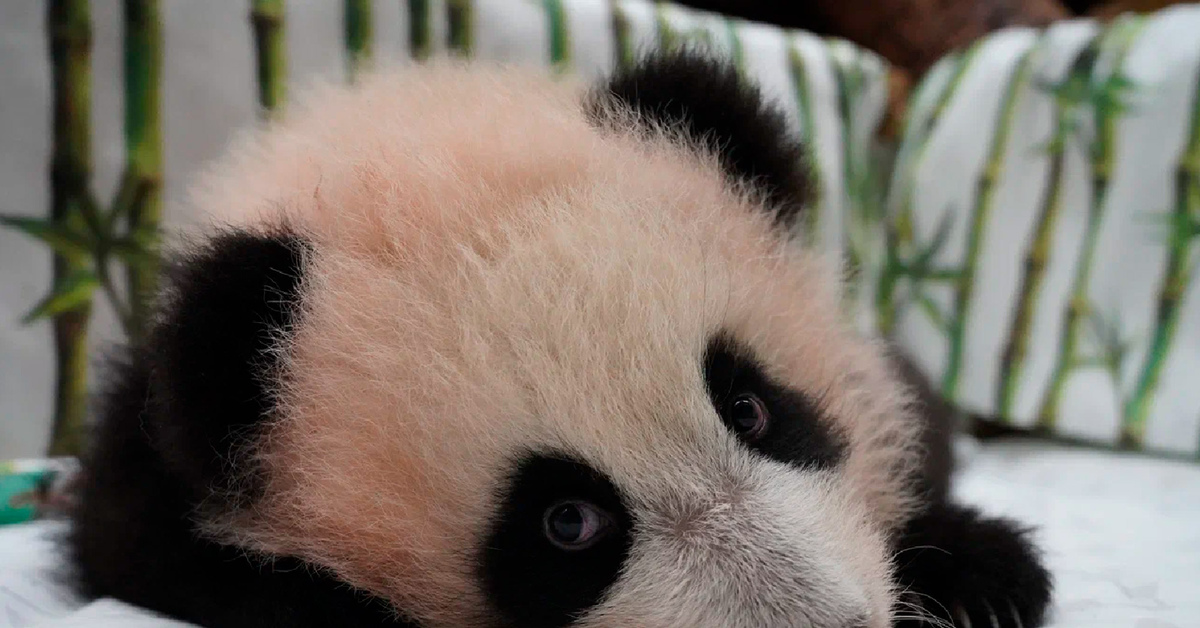 Катюша | Пикабу