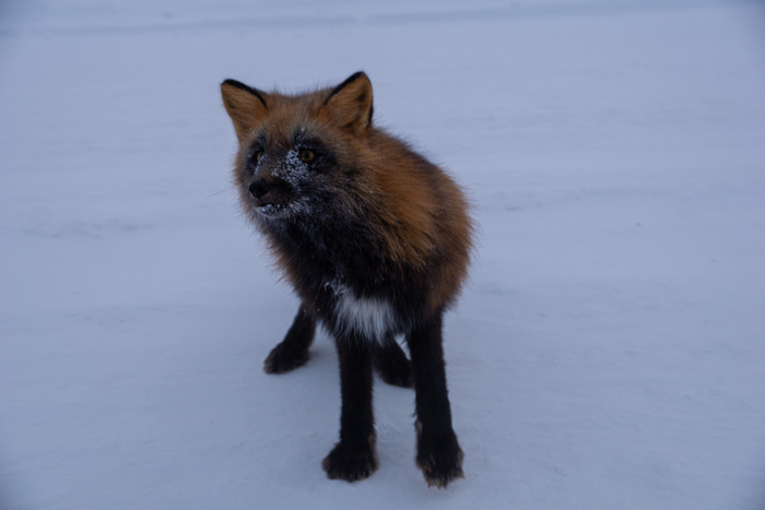 Старая знакомая. Испугала меня, пока вторую фоткал, на спину мне прыгнула. И колбаски ей и за ухами почухал