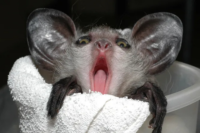 Эти зверьки получили «особый статус» среди местного народа Мадагаскара — мальгаши. По легенде тот, кто посягнёт на жизнь руконожки, вскоре и сам её лишится