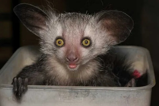 У мадагаскарской руконожки задние конечности длиннее, чем передние