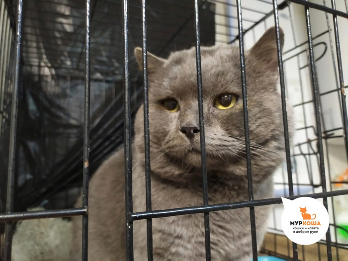 Смурфик очень верил, что встретит своих людей!