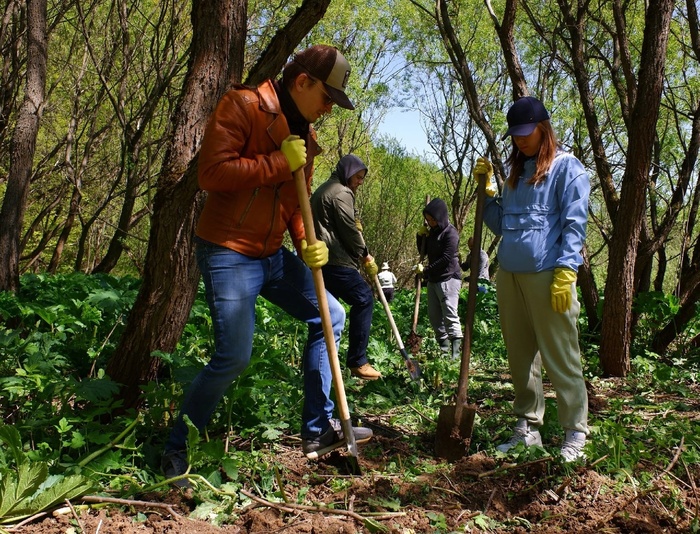 Субботник по выкапыванию борщевика в пойме реки Чертановки (Битцевский лес). Фото - Евгения Ёлкина.