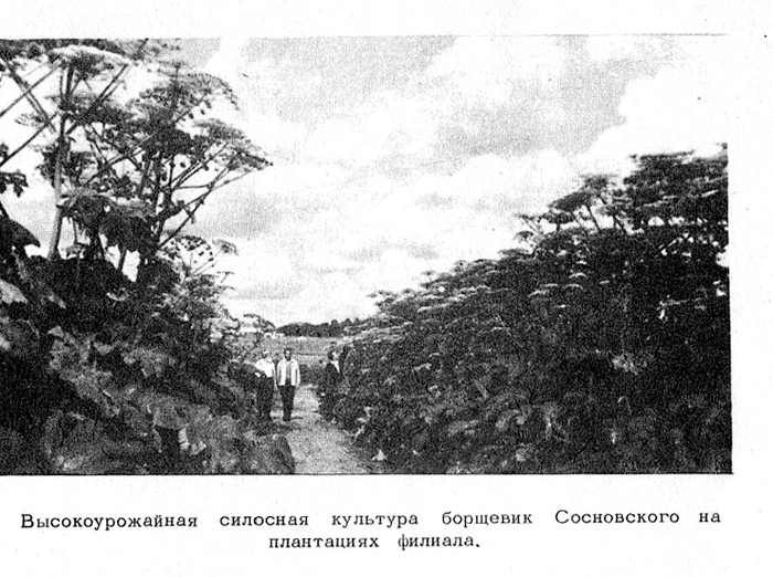 Фото из брошюры «Форпост советской науки на Европейском Северо-Востоке» 1974 г.