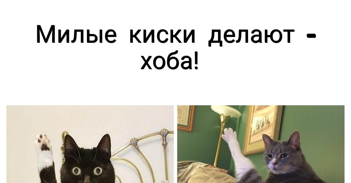 Кисоньки | Пикабу
