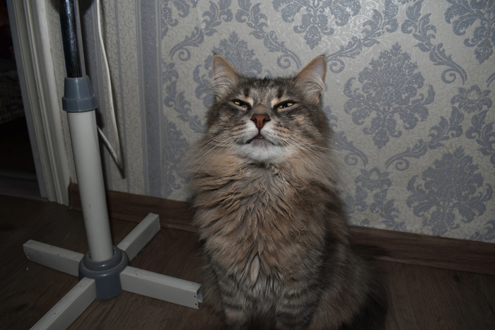 Хитрая морда которая стащила курочку )))