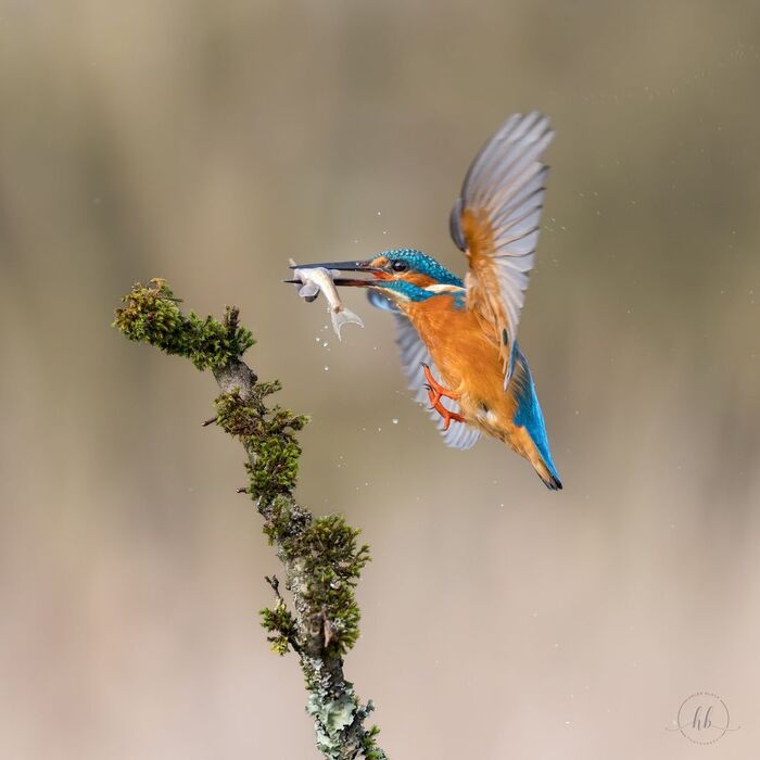 Зимородок с добычей