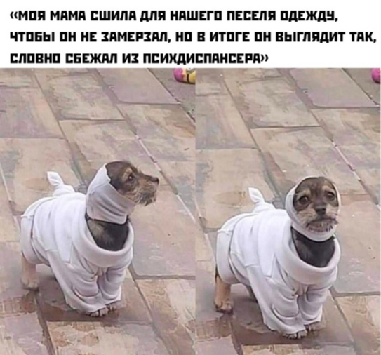 Новая одежда | Пикабу