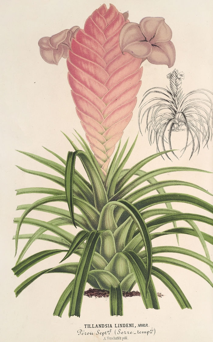 не совсем суккулент, но все же