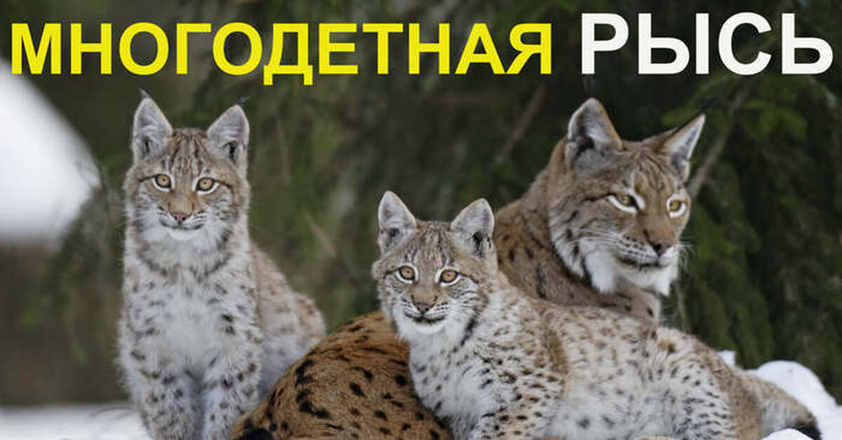 Фотографии Рысь С Детенышем