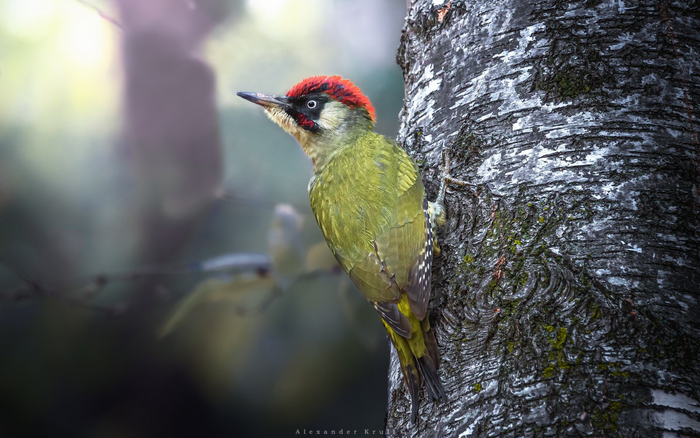 <a href="https://pikabu.ru/story/zelyonyiy_dyatel_na_beryoze_10996654?u=https%3A%2F%2Fru.wikipedia.org%2Fwiki%2F%25D0%2597%25D0%25B5%25D0%25BB%25D1%2591%25D0%25BD%25D1%258B%25D0%25B9_%25D0%25B4%25D1%258F%25D1%2582%25D0%25B5%25D0%25BB&t=%D0%97%D0%B5%D0%BB%D1%91%D0%BD%D1%8B%D0%B9%20%D0%B4%D1%8F%D1%82%D0%B5%D0%BB&h=06355eace95d0c4bb8442f494d787e73738614e4" title="https://ru.wikipedia.org/wiki/%D0%97%D0%B5%D0%BB%D1%91%D0%BD%D1%8B%D0%B9_%D0%B4%D1%8F%D1%82%D0%B5%D0..." target="_blank" rel="nofollow noopener">Зелёный дятел</a> (Picus viridis) самец. Фото: Александр Круль <a href="https://pikabu.ru/story/zelyonyiy_dyatel_na_beryoze_10996654?u=https%3A%2F%2Frtraveler.ru%2Fphoto%2F1447664%2F%3Feditorial_photos%3D1&t=%D0%BE%D1%82%D1%81%D1%8E%D0%B4%D0%B0&h=ae6a1c98156371a528ce54ef0b9d9f898f1991f0" title="https://rtraveler.ru/photo/1447664/?editorial_photos=1" target="_blank" rel="nofollow noopener">отсюда</a>