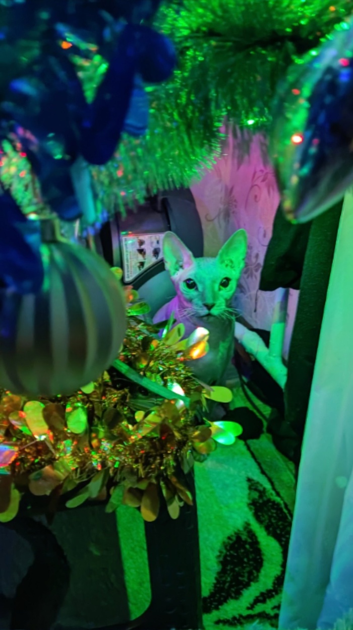 С Рождеством Вас от Крисы