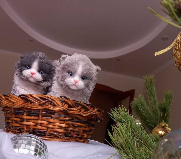 Кудрявые котята.