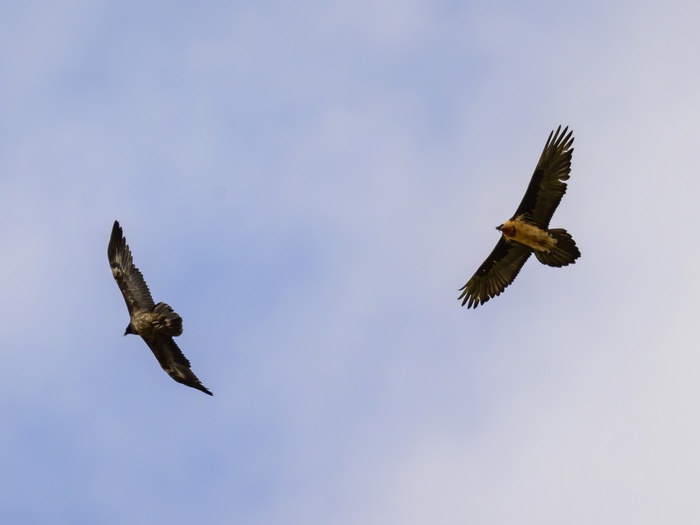 Бородачи кружат вместе