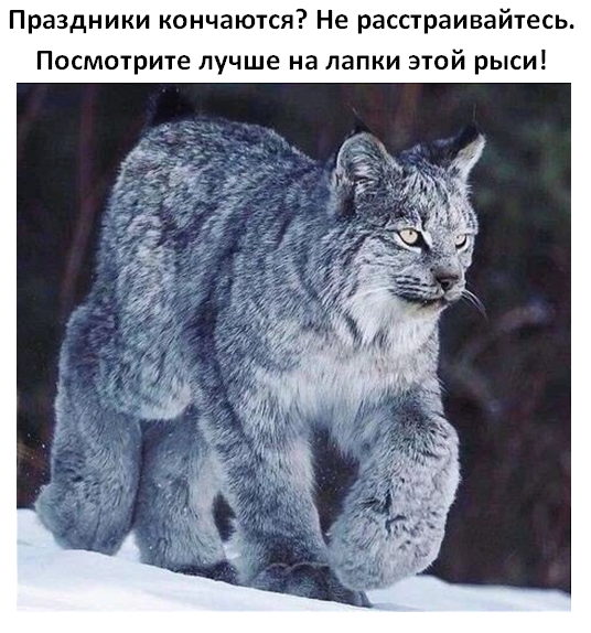 Лапки | Пикабу