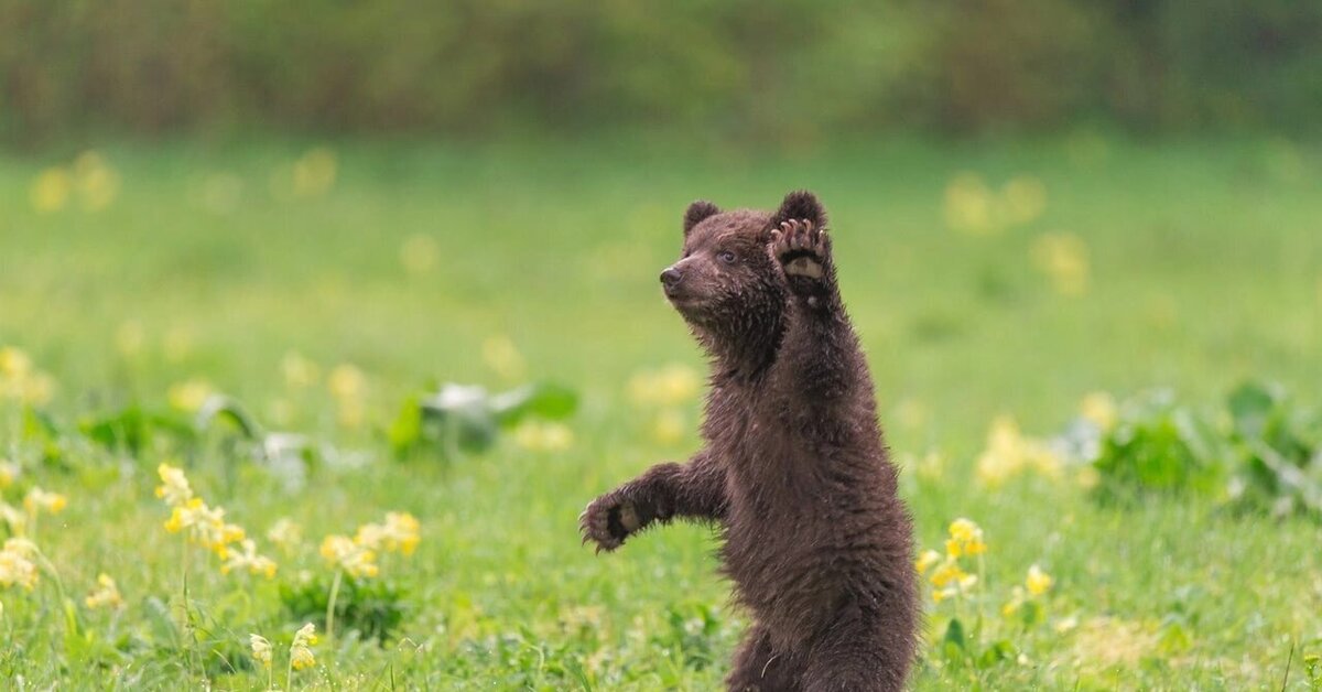 Лапа кошки. Лапки кошки. Лапка кота. Лапой хапой. Лапой хапой.