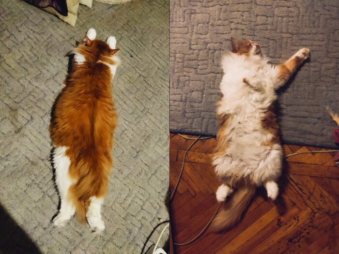 Жильбер счастлив.