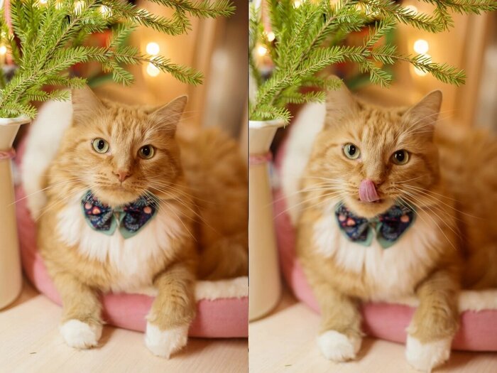 Солнцеус уехал домой 1 мая 2023 года.