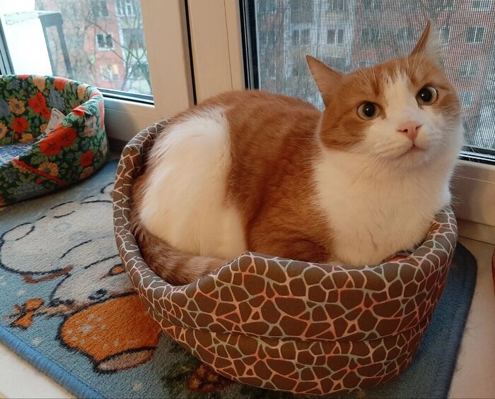 Котик Мявчик (Марсик дома) уехал домой 24 ноября 2023 года.