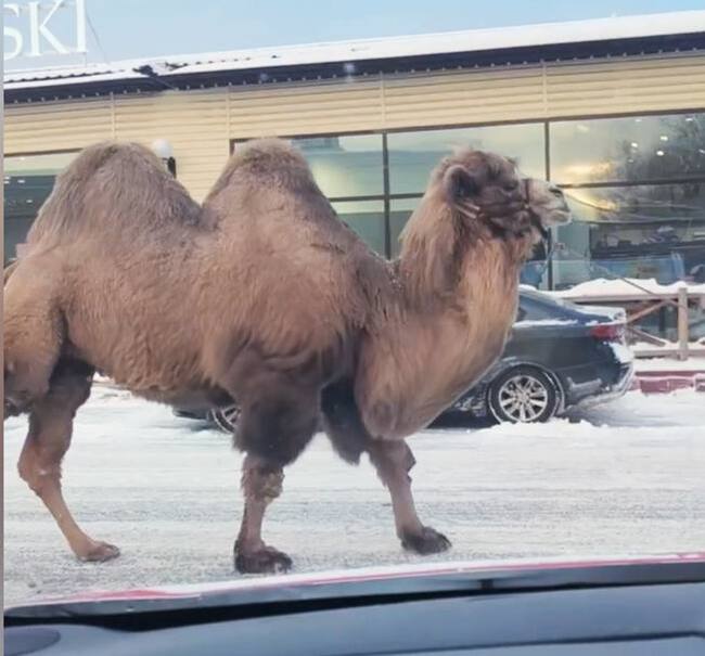 �� ����� ������ �������