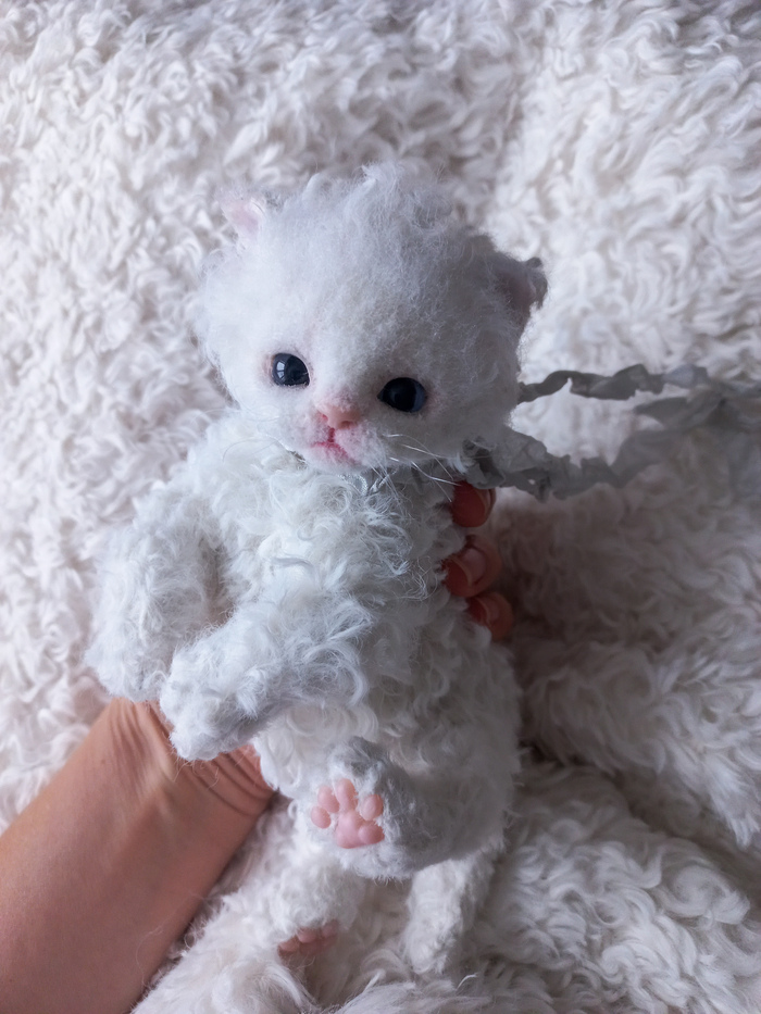 Породистый котенок.