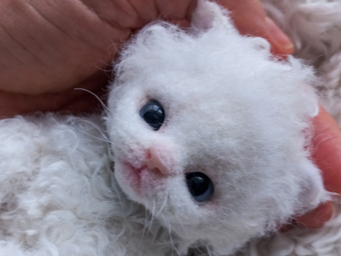 Кудрявая кошечка.