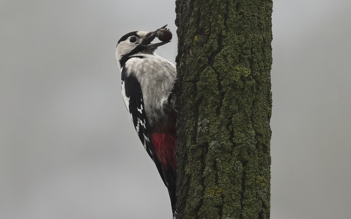 ����� �� ������� ������� ��������� Merlin ���������� ���� ����� ��� ��������� �����, ���� ������ � �����������, ���������.