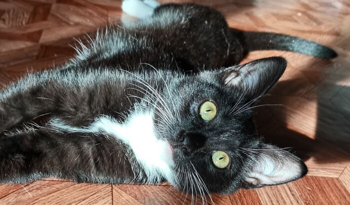 Это просто Киса