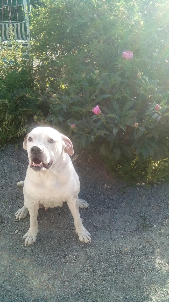 Американский бульдог