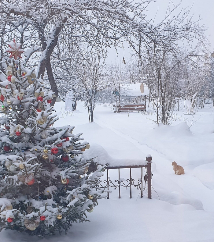 ���� ����� ��������