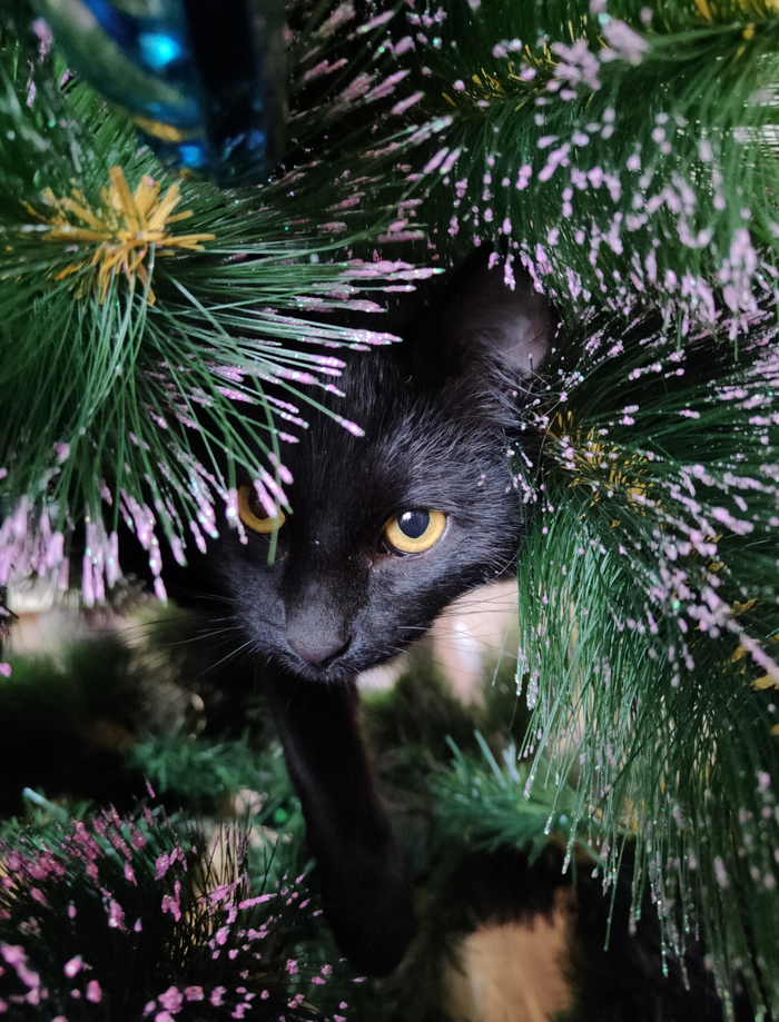 ���� ����������🍬