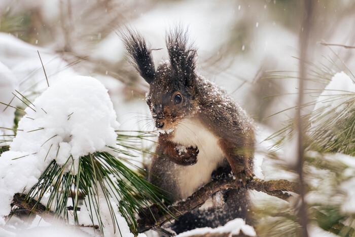 ������ ������� �����, ��������!