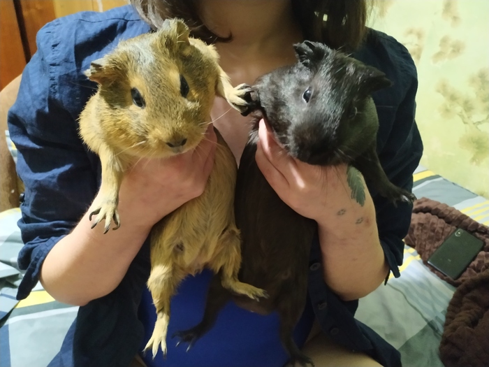 Оба два. Кстати, Хомяк яйцаст