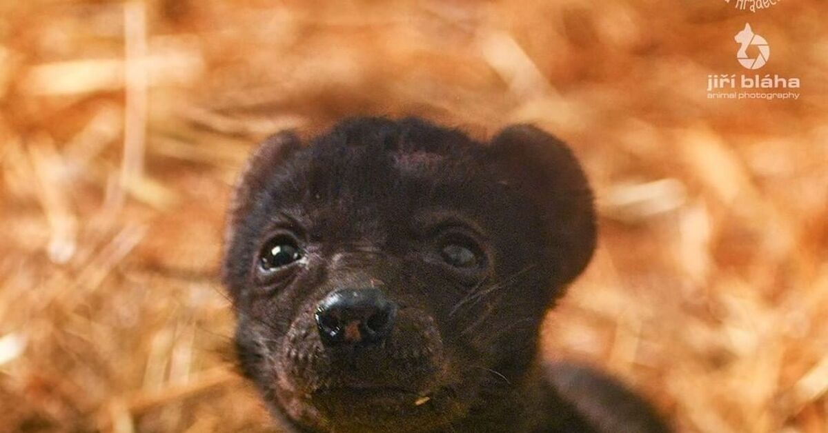 Мини-хищник | Пикабу