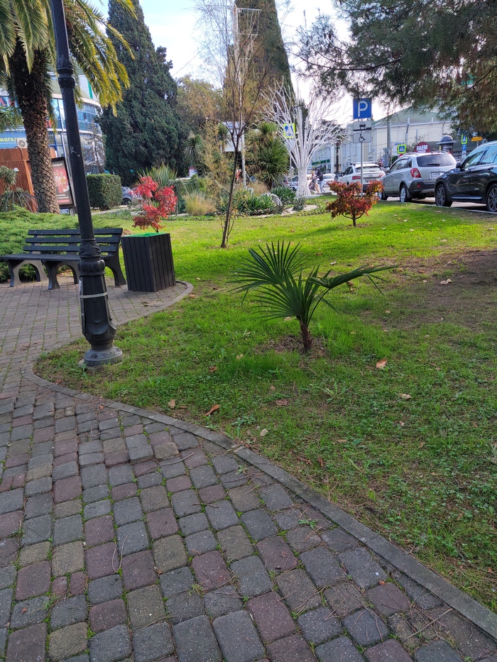 Травка пока не замерзла, хотя вода сегодня взялась льдом.