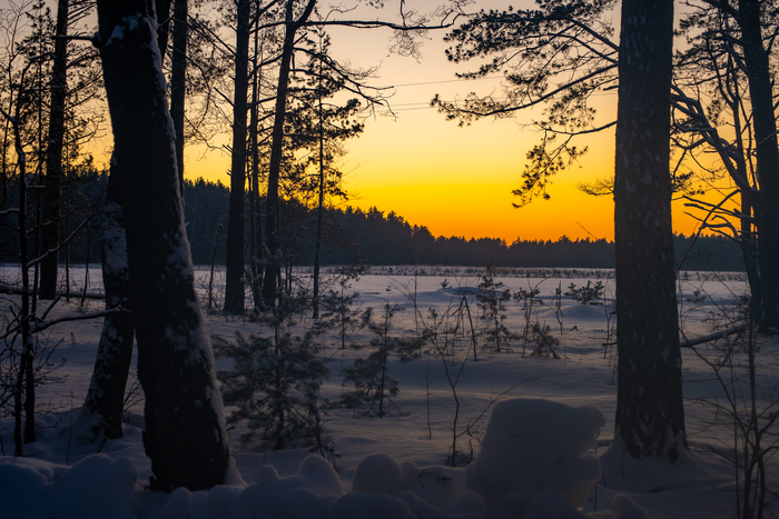 sony a7m3  Canon nFD 50/1.4