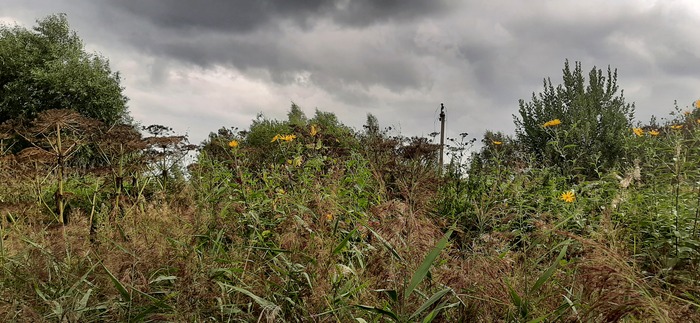 Отцветший и осыпавшийся борщевик и их непримиримая война с топинамбуром. Как видно, борщевик выигрывает