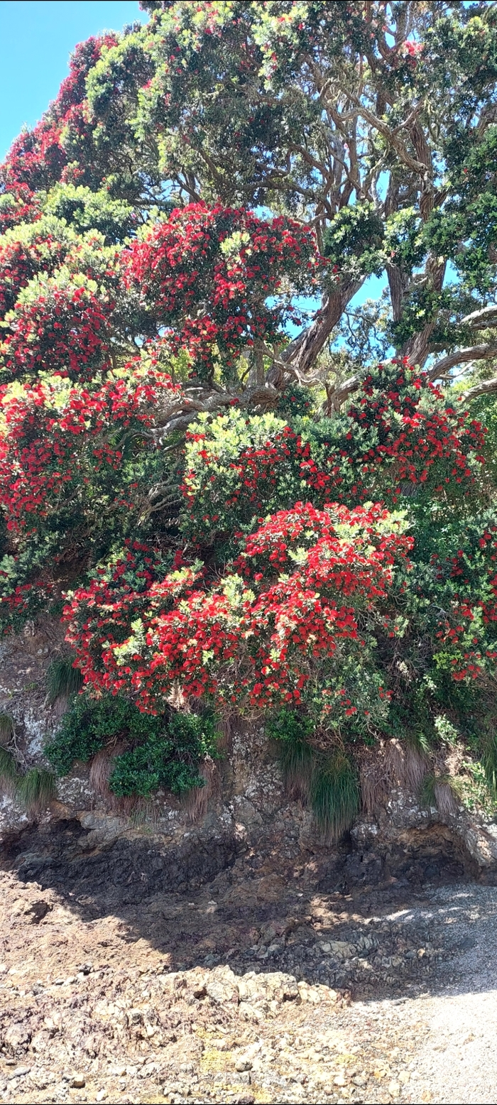 Рождественское дерево