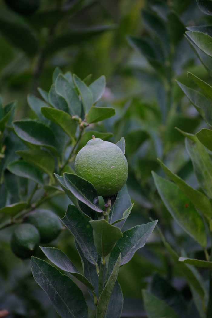 �������� ����