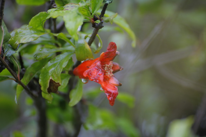 ������ �������