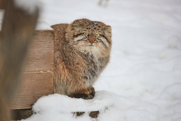 фото Александр Ощепков