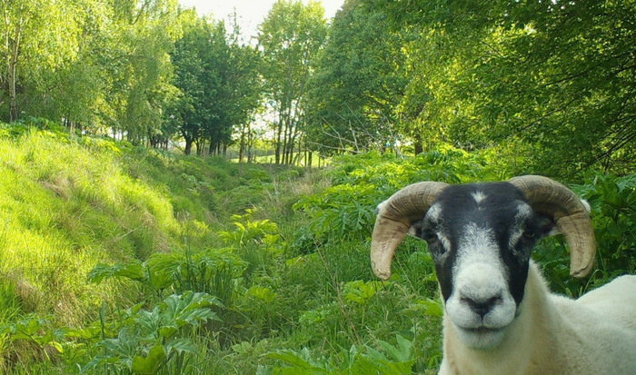 Фото с сайта Шотландской инициативы по инвазивным видам (SISI).