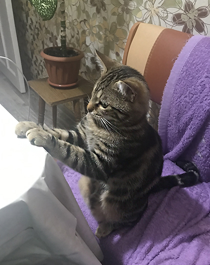 Как человек Домашние животные, Кот, Длиннопост