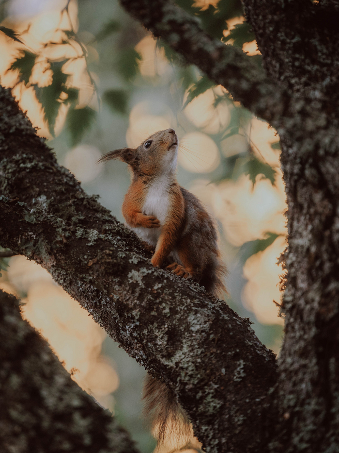 Просто Белочка Милота, Картинки, Белка, Животные, Дикие животные, Длиннопост
