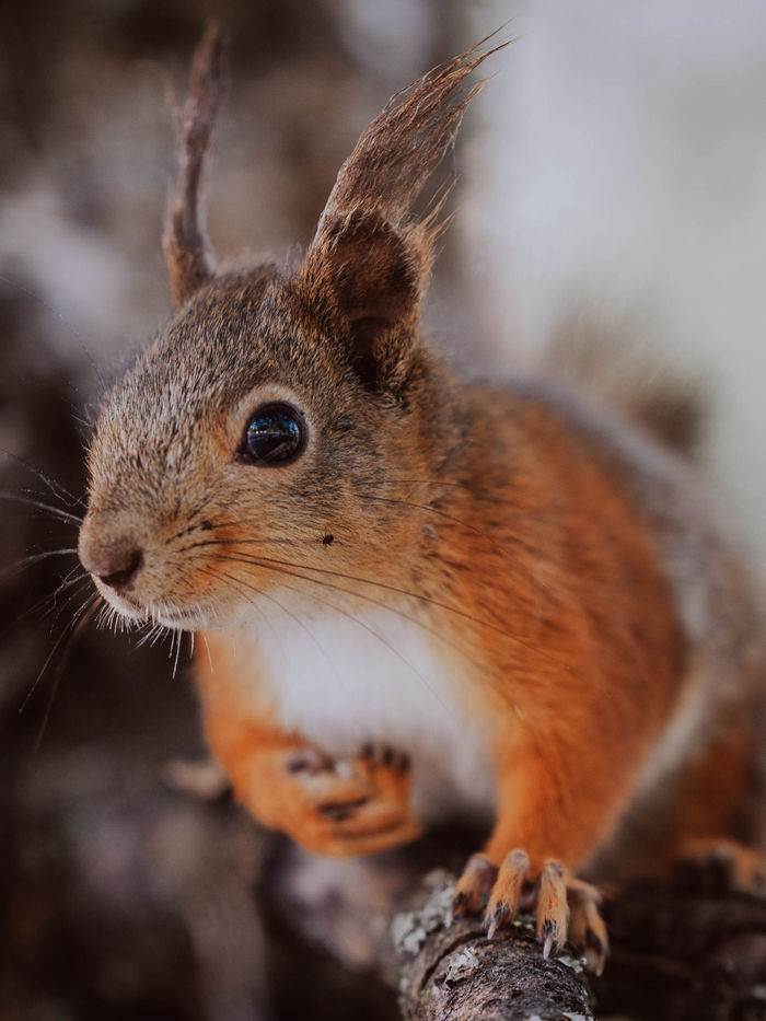 Просто Белочка Милота, Картинки, Белка, Животные, Дикие животные, Длиннопост