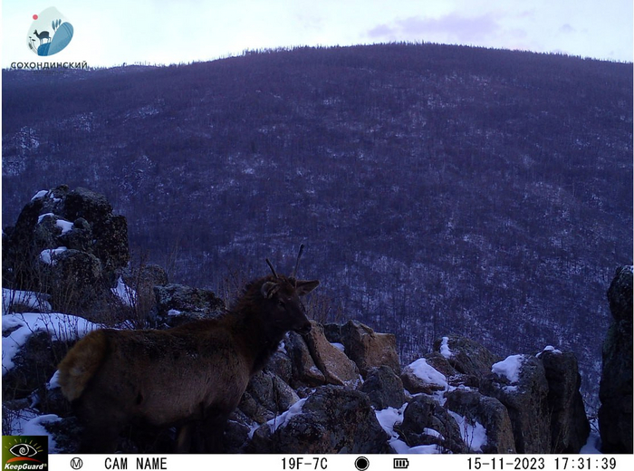 Не впервой тут... Места явно натоптанные) Среди таёжников такое место называется «отстоем»